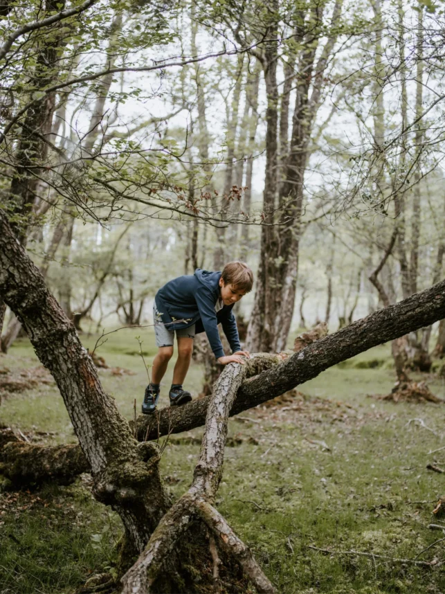 boy climbing tree in pleasant grove, utah